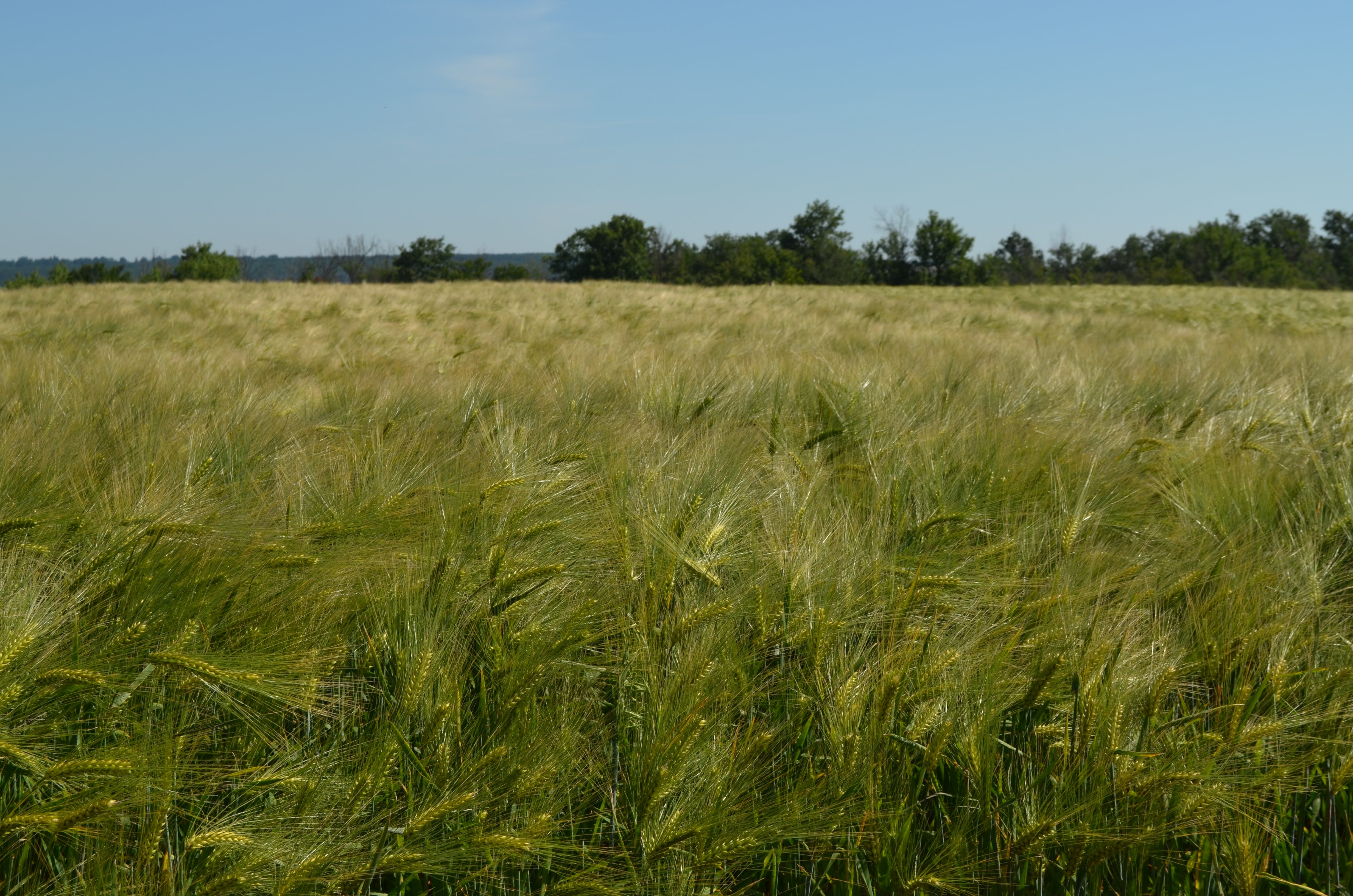 Ечемик СЕНТА C2 фуражен
