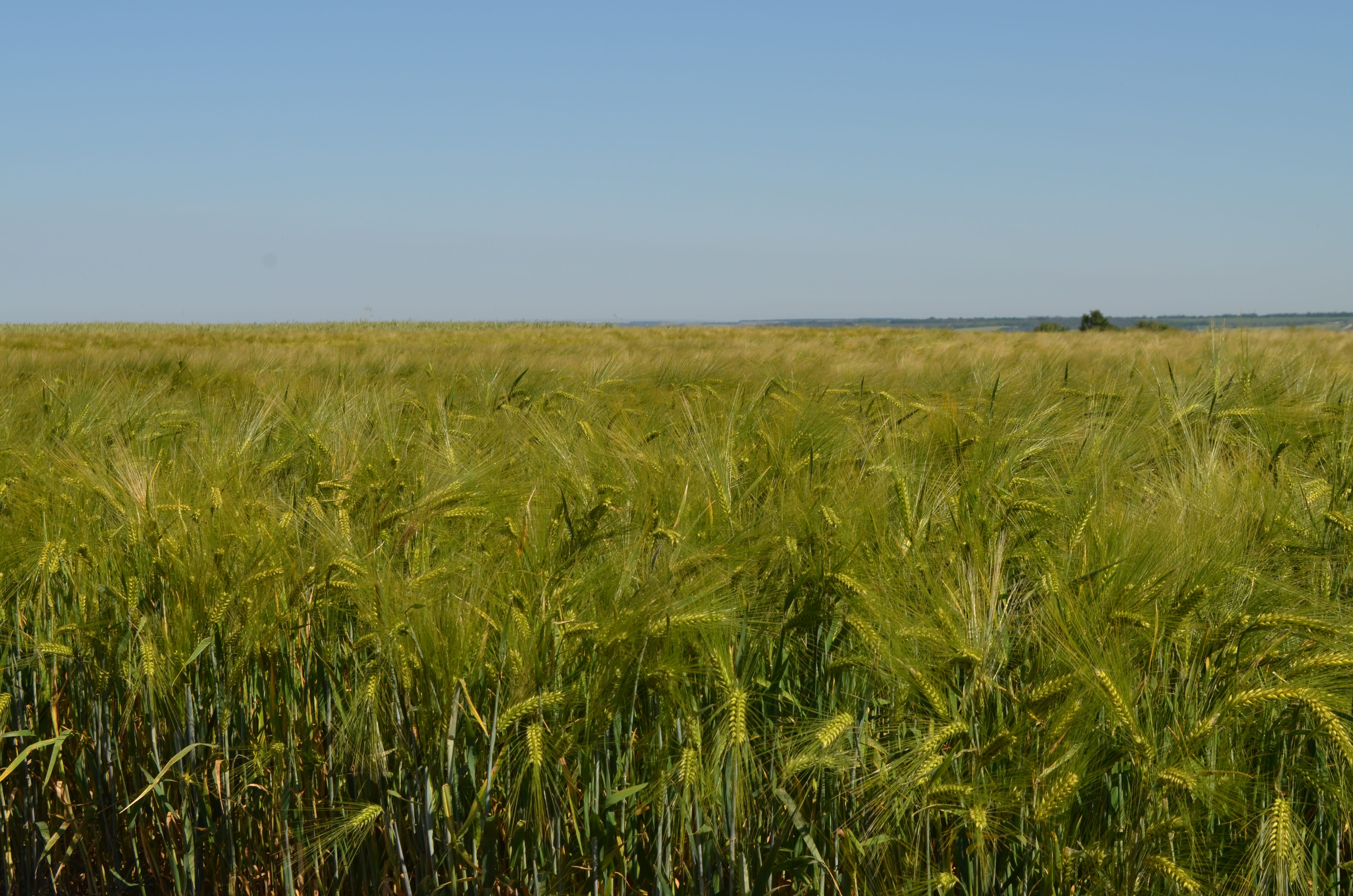 Ечемик ВЕНЕЦИЯ C2 фуражен  - image 4