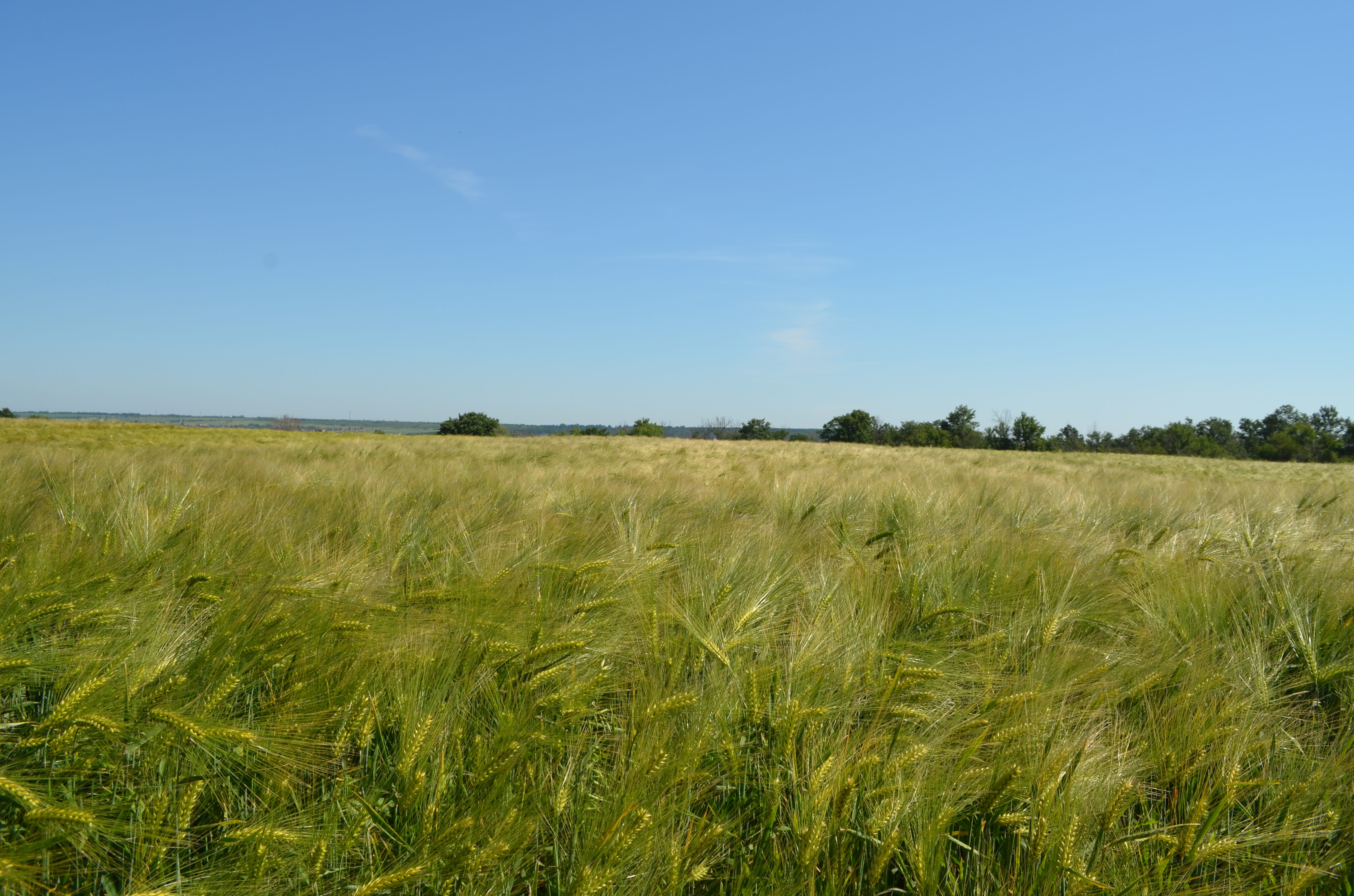 Ечемик СЕНТА C2 фуражен - image 5