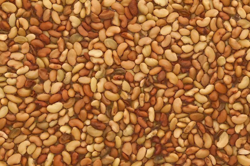 Люцерна "Приста 3"