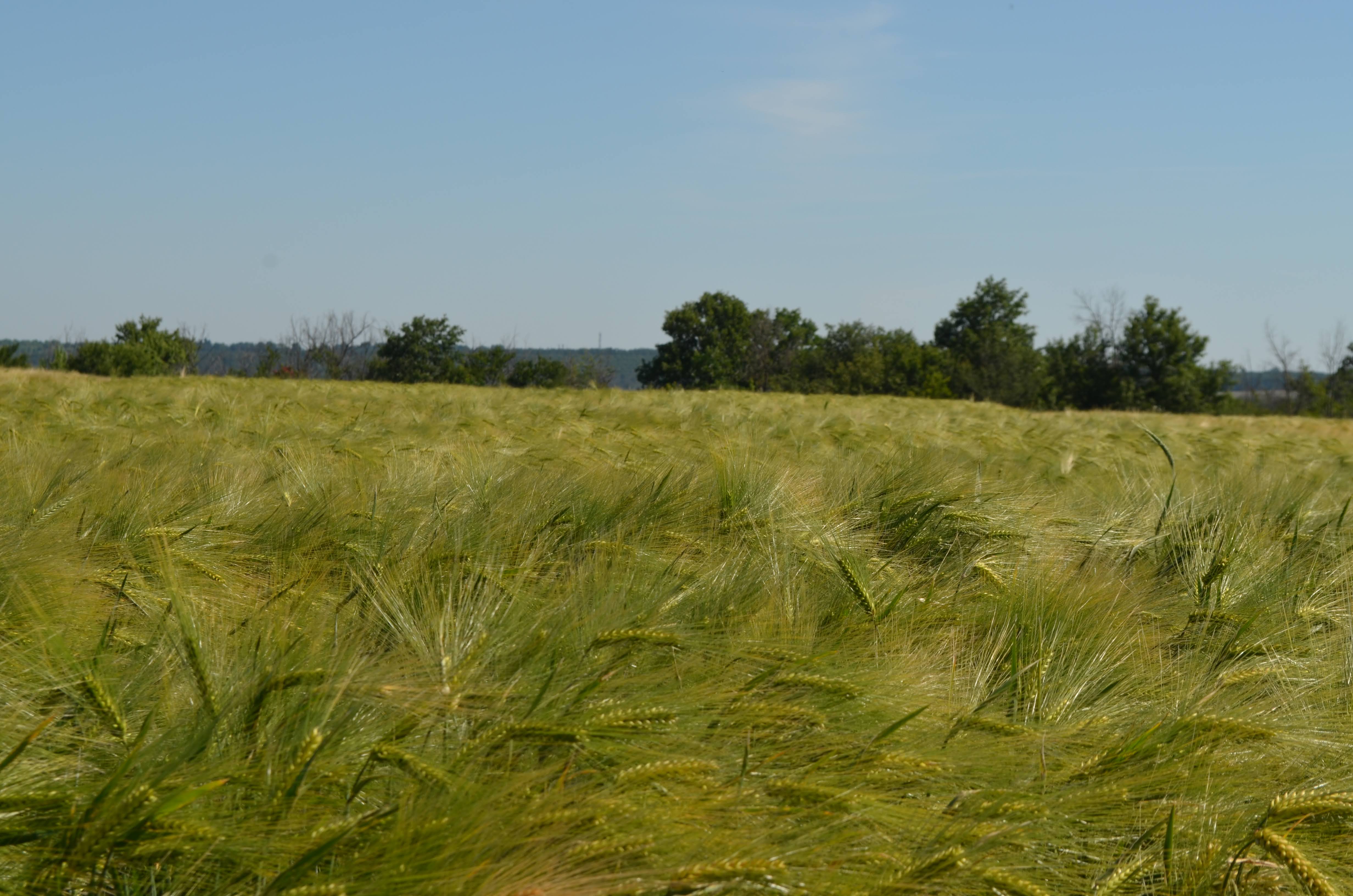 Ечемик ВЕНЕЦИЯ C2 фуражен 